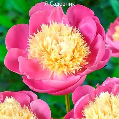 Пионы "Боул оф Бьюти" Пионы "Боул оф Бьюти"