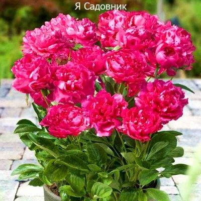 Пионы "Букет Перфект" Пионы "Букет Перфект"