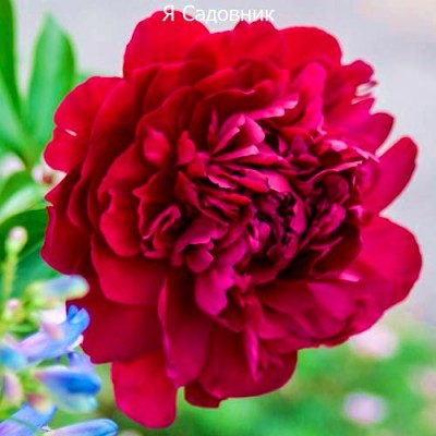 Пионы "Пол М. Вайлд" Пионы "Пол М. Вайлд"