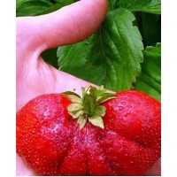 Рассада клубники "Богота" Рассада клубники "Богота"